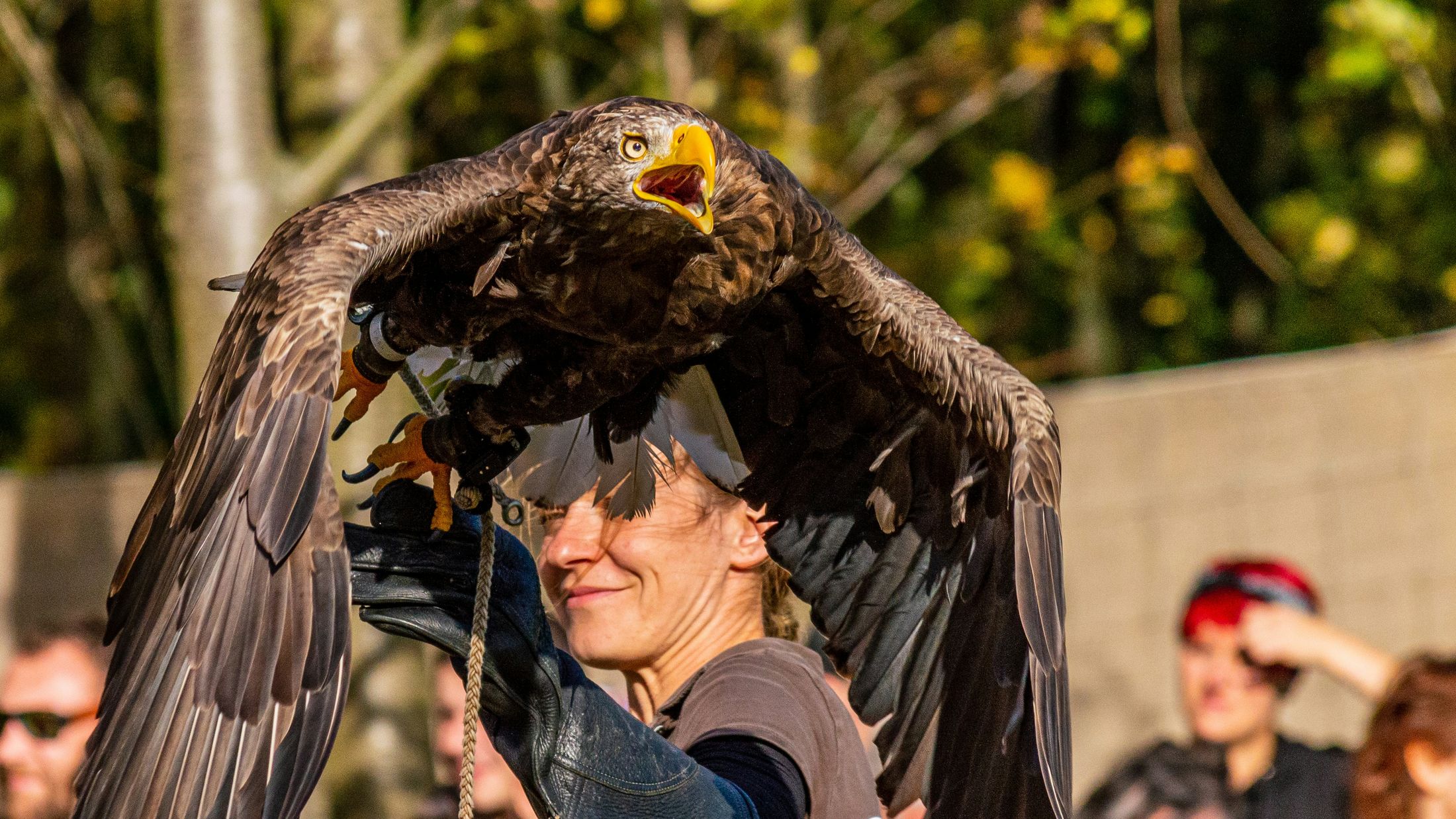 Luxury Irish Tours | Falconry Experience | Desktop
