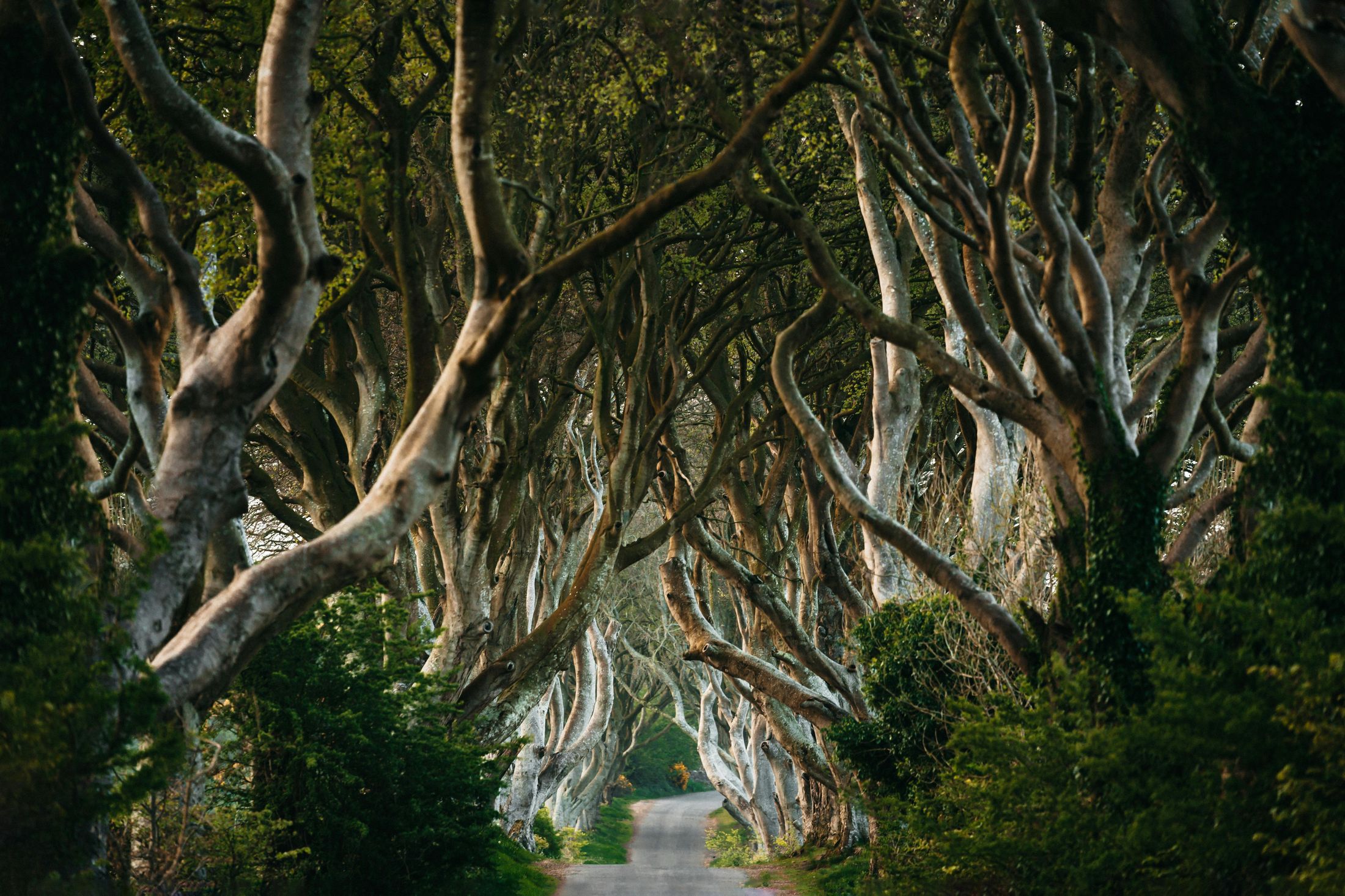 Luxury Irish Tours | The Dark Hedges Northern Ireland | Desktop