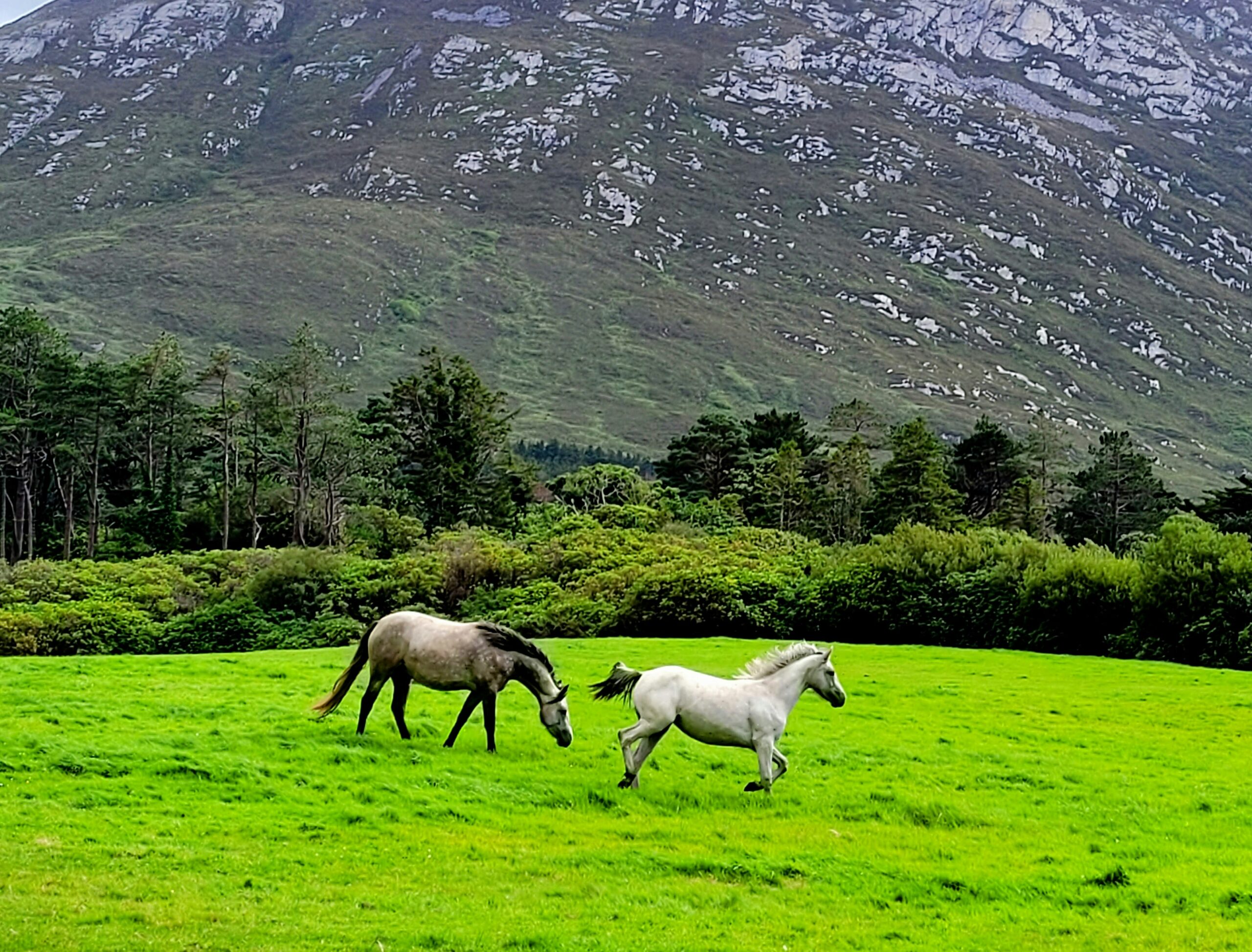 Luxury Irish Tours |  | Desktop